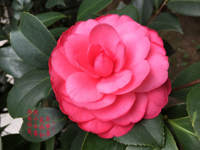 2020.01.25庚子鼠年春節快樂 萬事如意